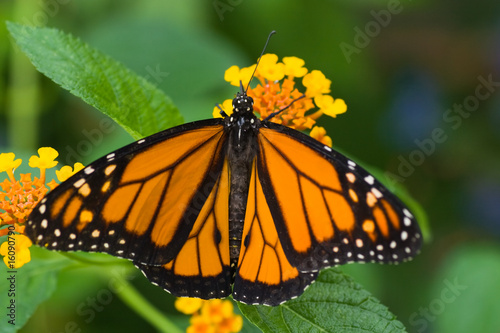Monarch butterfly on Spanish flag