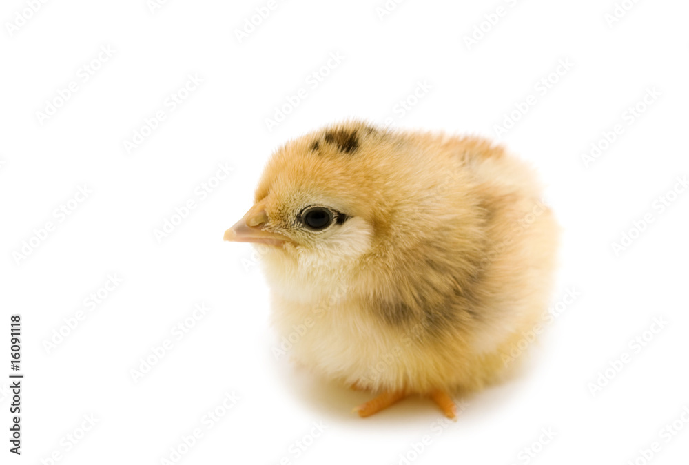 Obraz premium baby chicken on white background
