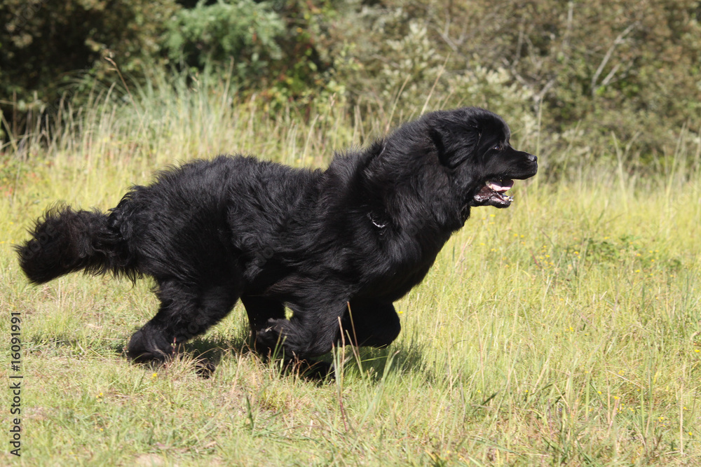 Fototapeta premium terre-neuve galopant langue pendante de profil dans l'herbe