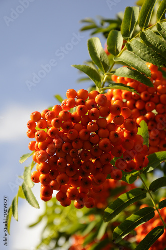 Vogelbeere - Eberesche - Sorbus-aucuparia photo