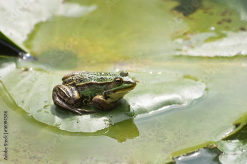 Frog on waterlily leaf