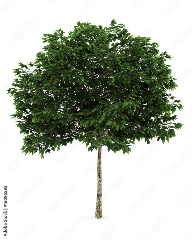 mountain ash tree isolated on white with clipping path Stock ...