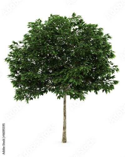 mountain ash tree isolated on white with clipping path