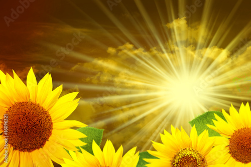 Fototapeta Naklejka Na Ścianę i Meble -  beautiful yellow Sunflower petals closeup