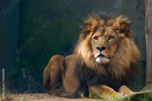 Fototapeta Naklejka Na Ścianę i Meble -  Portrait of a lion king