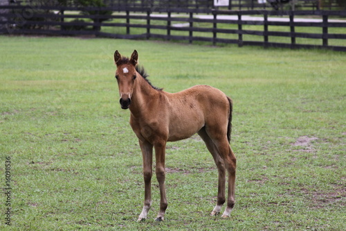 foal 2