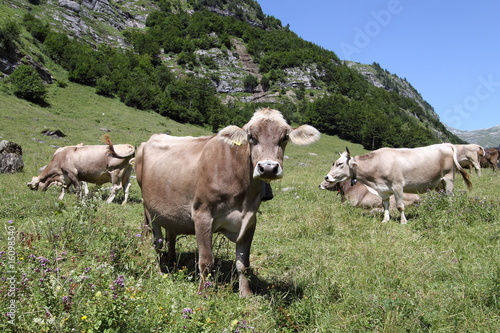 Schweizer Kühe auf Wiese in den Alpen