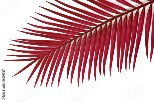 palme rouge bordeaux