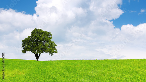 Tree, summer landscape