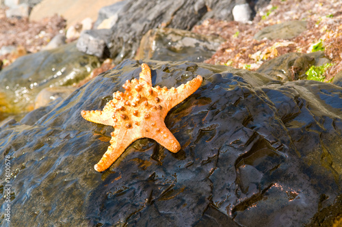 starfish on rock at seashore photo