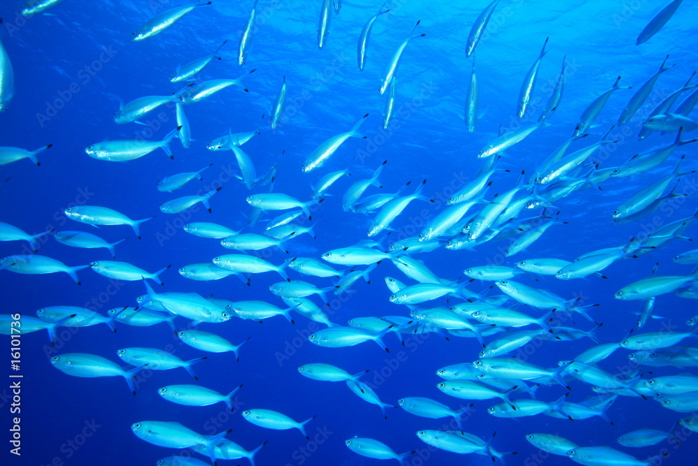 School of Red Sea Fusiliers (Caesio suevica) School of Red Sea Fusiliers (Caesio suevica)