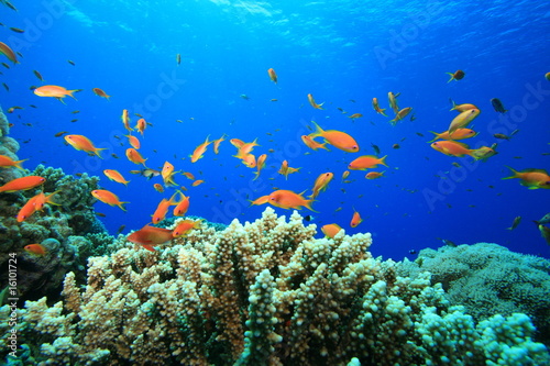 Fototapeta Naklejka Na Ścianę i Meble -  Beautiful Coral Reef