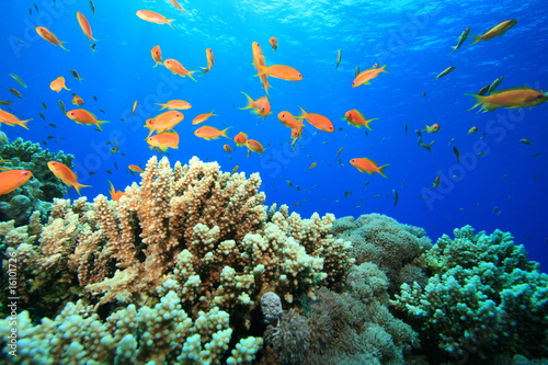 Fototapeta Naklejka Na Ścianę i Meble -  Beautiful Coral Reef