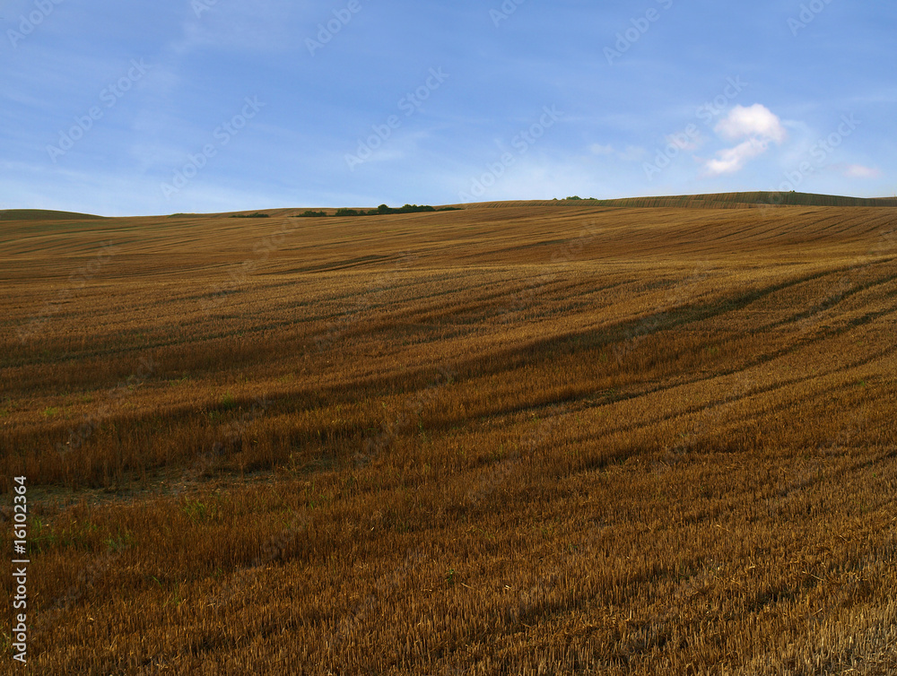 Grain field