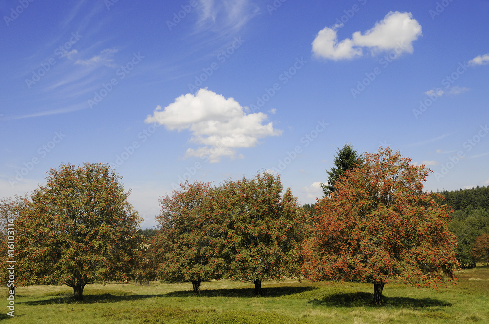 vogelbeerbaum eberesche sommer vogelsberg vogelbeerbaum eberesche sommer vogelsberg