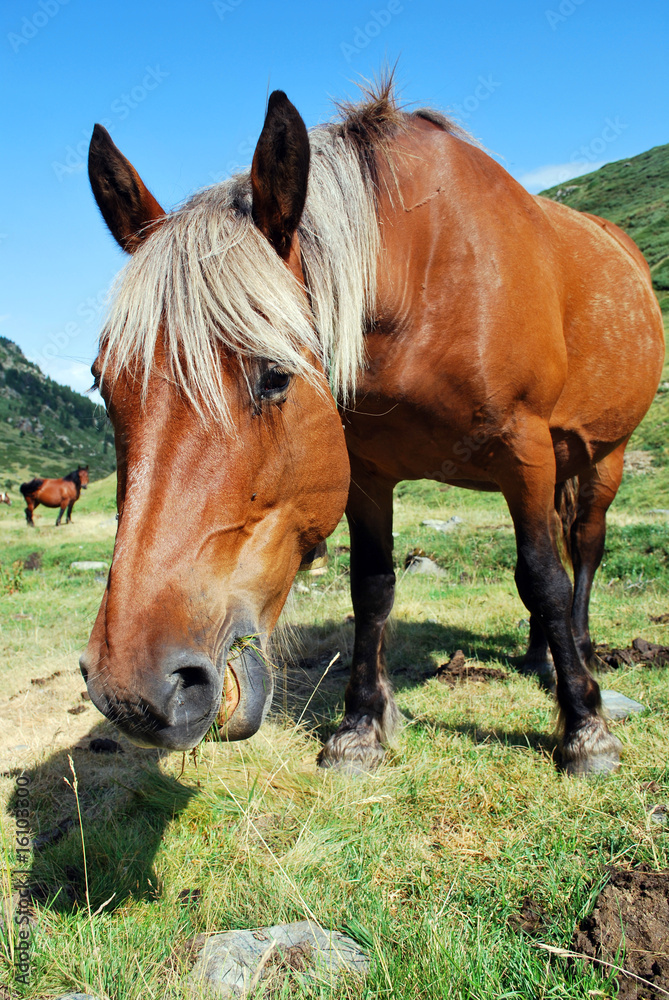 Fototapeta premium Un merens qui broutte