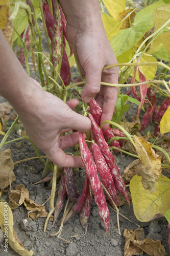 Cueillette de haricots rouges et blancs