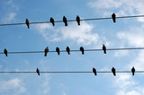 Pigeon birds resting on a wire.