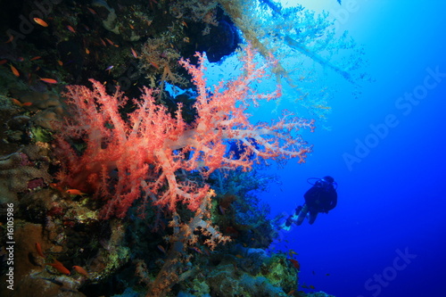 Fototapeta Naklejka Na Ścianę i Meble -  Colorful Soft Coral and Scuba Diver
