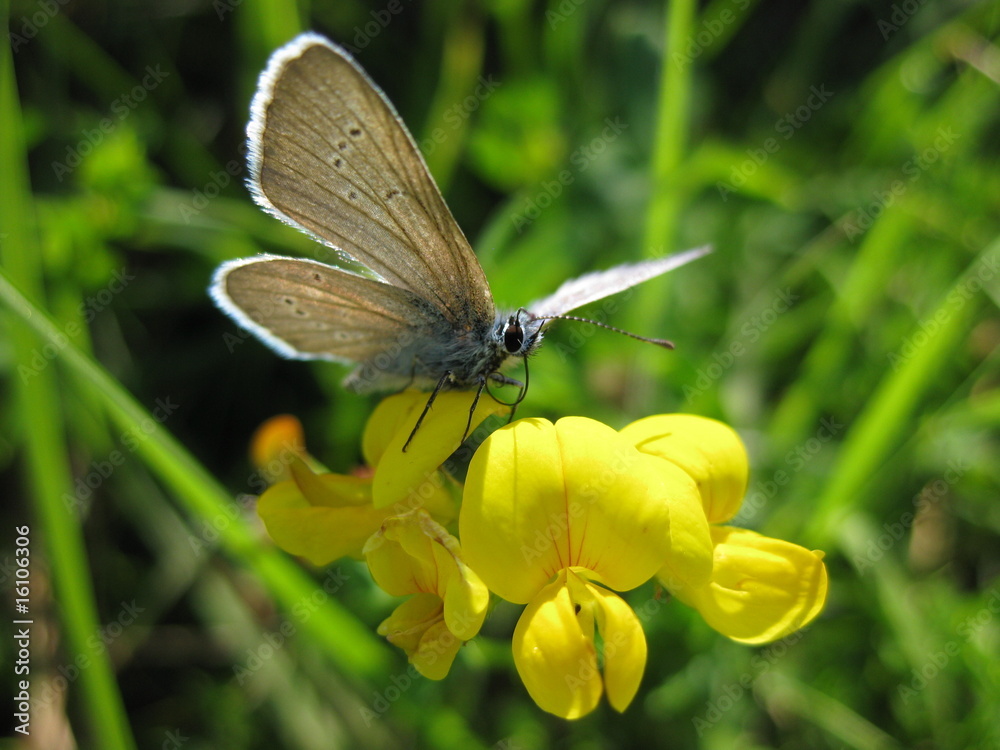 Obraz premium Bläuing 5