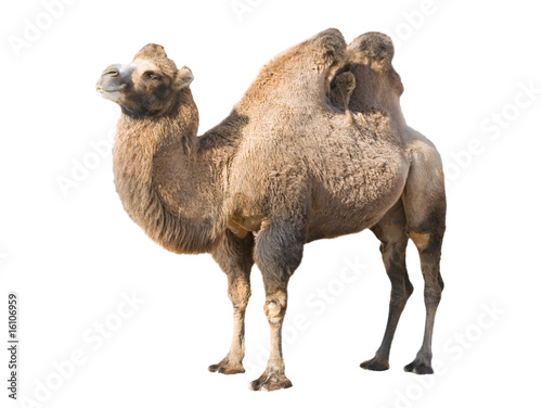 Standing camel