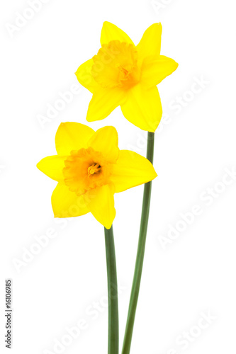 Beautiful two narcissus
