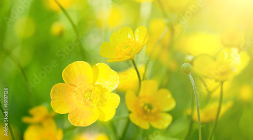 buttercup flowers and summer day photo