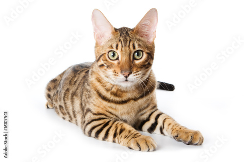 Bengal cat on white background