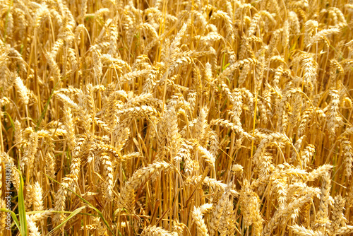 Wheat field