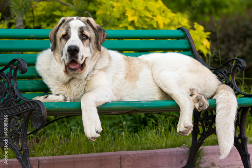 Spanish Mastiff in outdoor settings