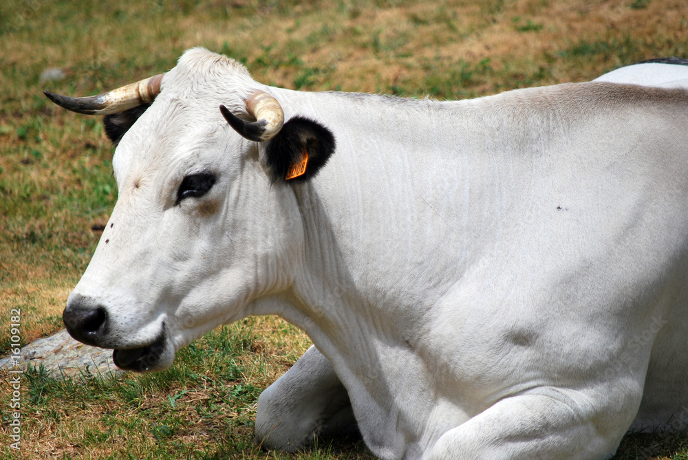 Portrait d'une vache