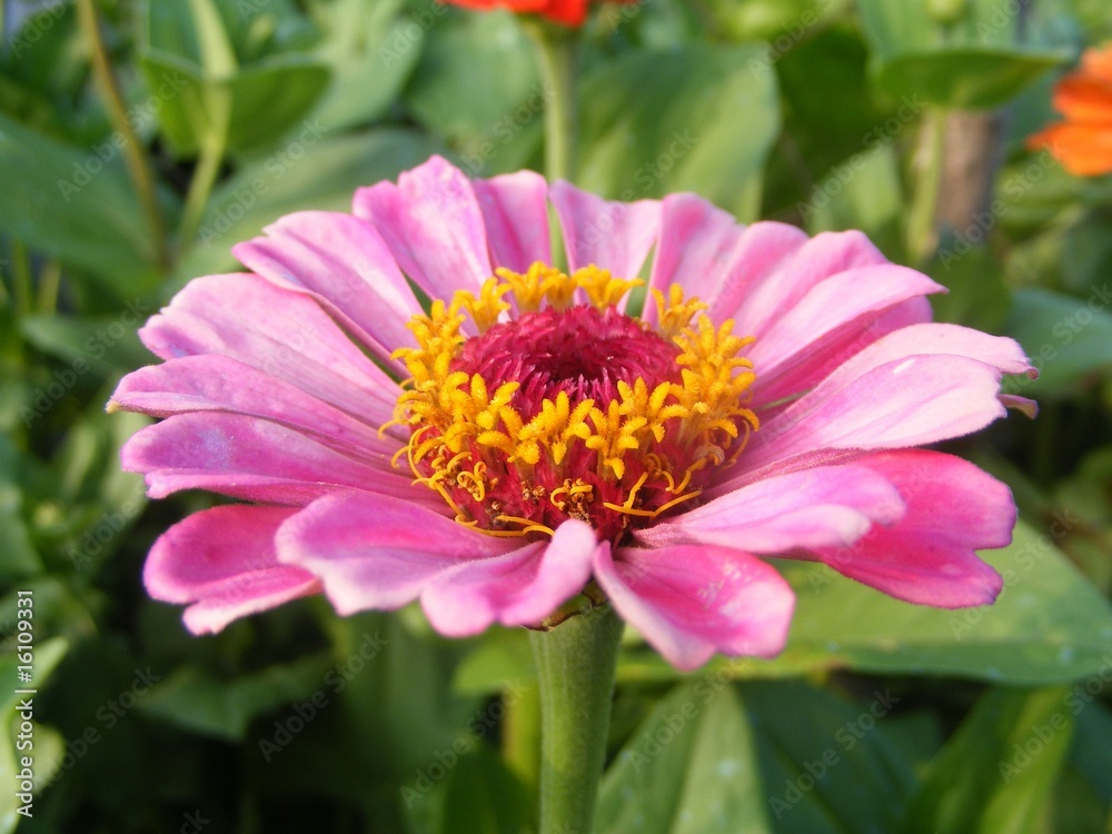 Fototapeta premium the coloured flowers