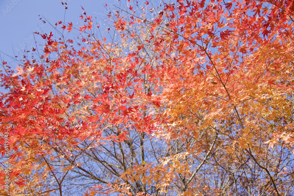 紅葉と青空