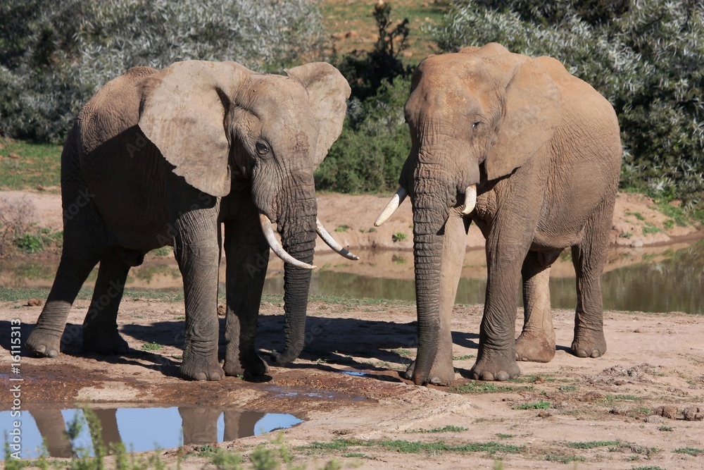 Fototapeta premium Elephant Friends