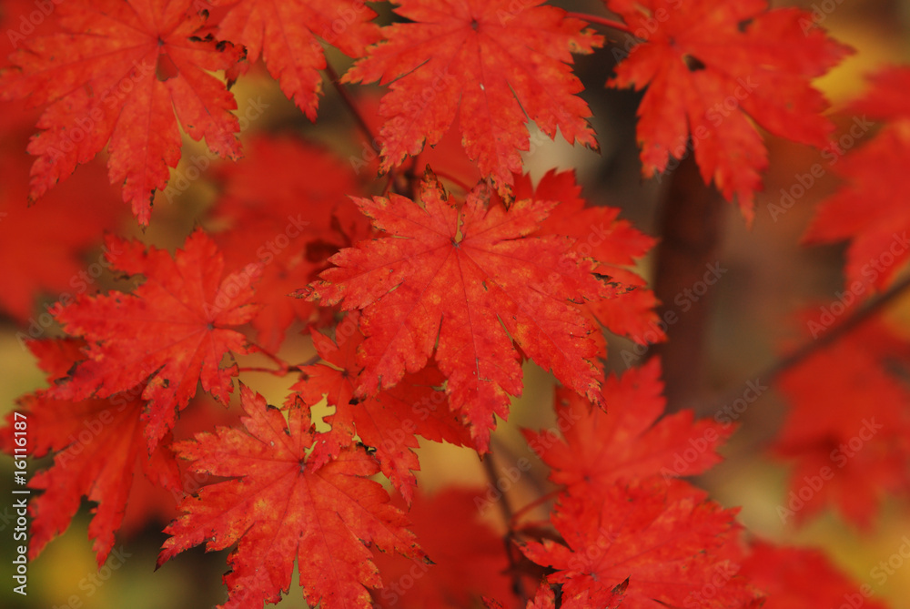 Autumn maple leaves Autumn maple leaves