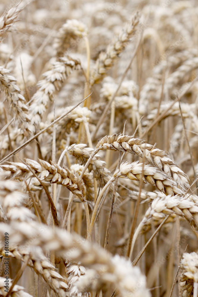 Fototapeta premium Wheat