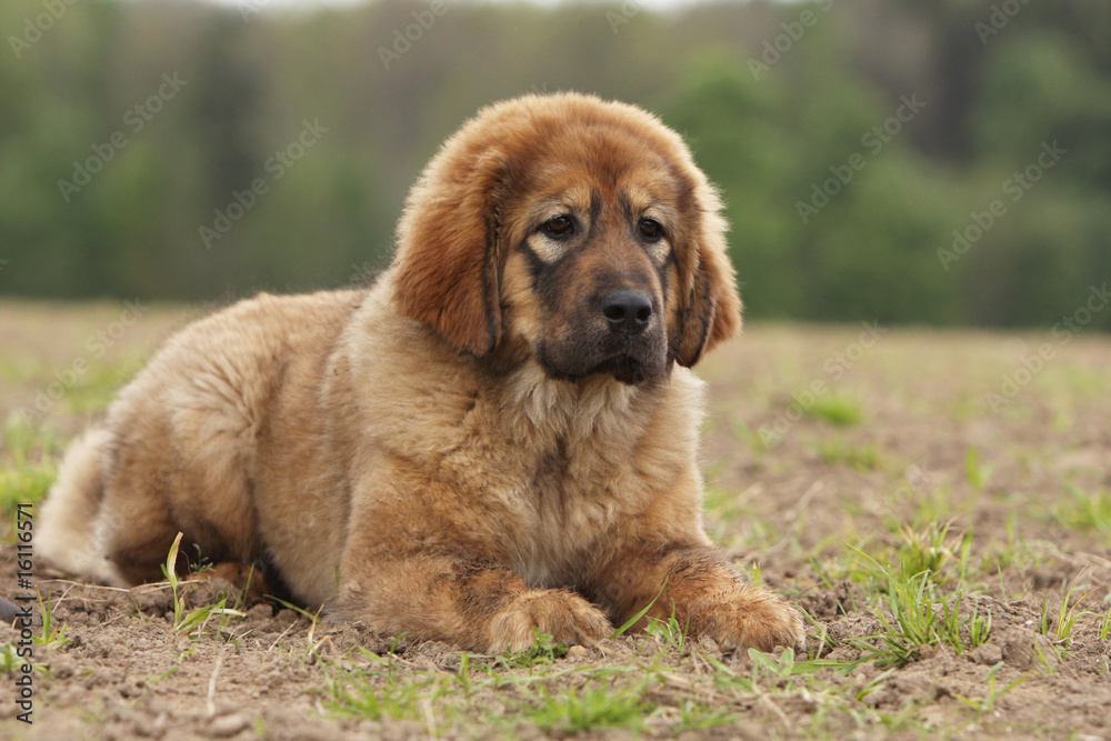 jeune dogue du tibet couché de trois quarts dans un champ jeune dogue du tibet couché de trois quarts dans un champ