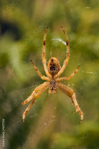 Spider (Araneus pallidus) hanging on its web. Ventral view.