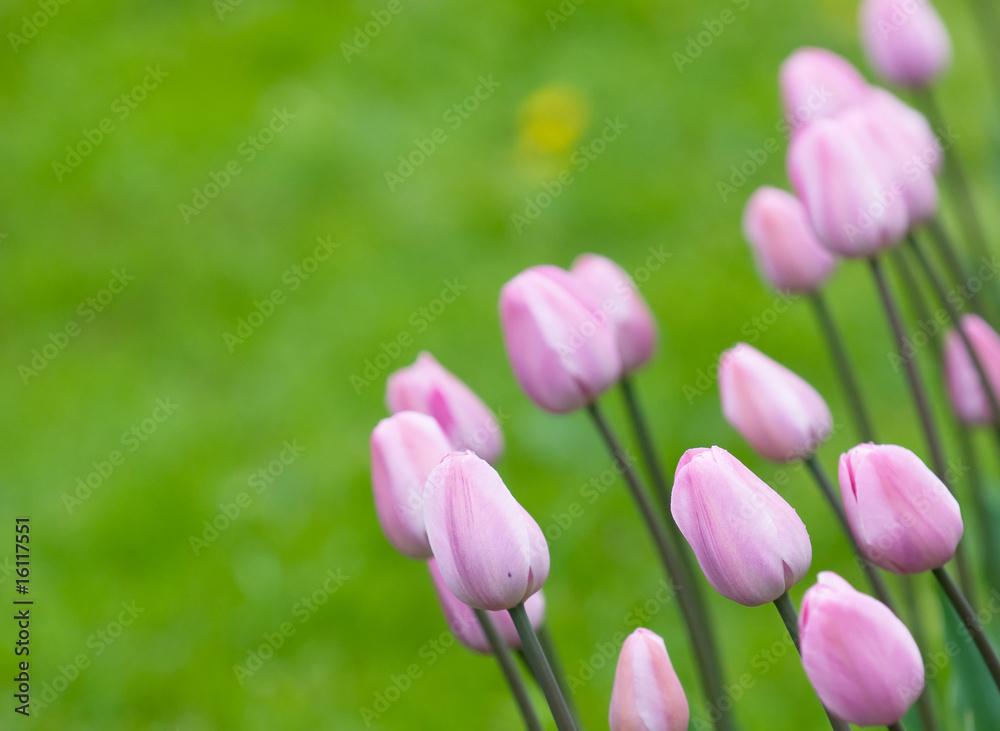 pink tulips, very shallow focus pink tulips, very shallow focus