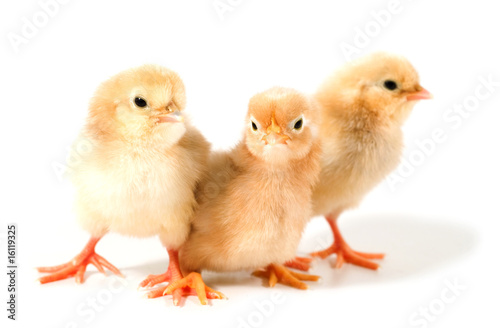 three chicks on white background