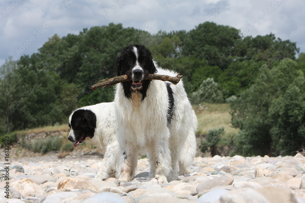 deux landseer adultes avec un bâton dans la gueule deux landseer adultes avec un bâton dans la gueule
