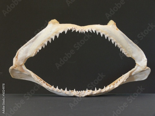 denti di squalo photo