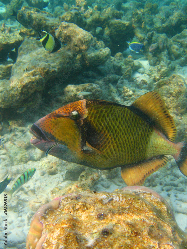 Pesce balestra Pesce balestra