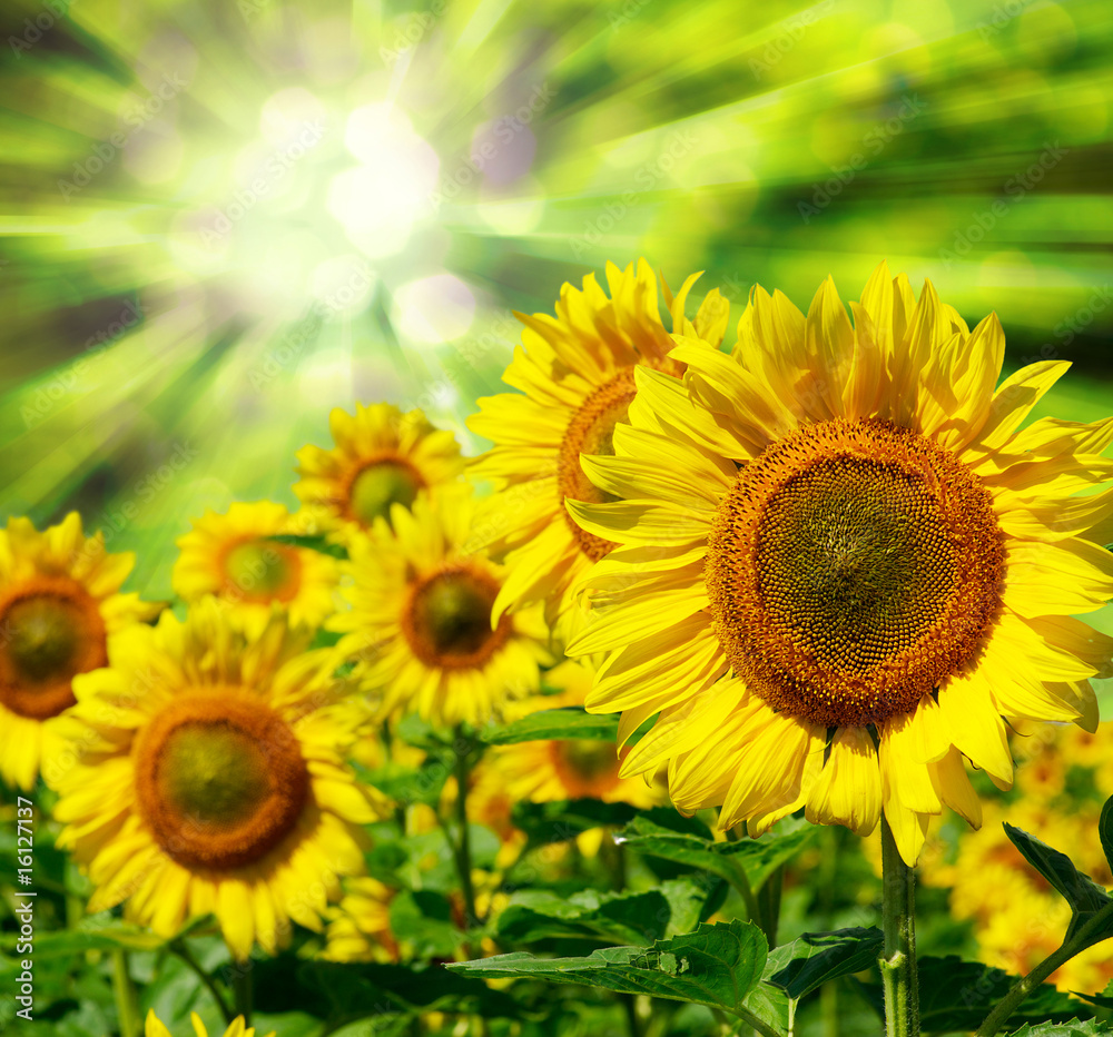 Fototapeta premium sunflowers
