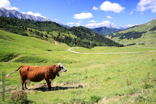 Resting cow on green field-alps in background