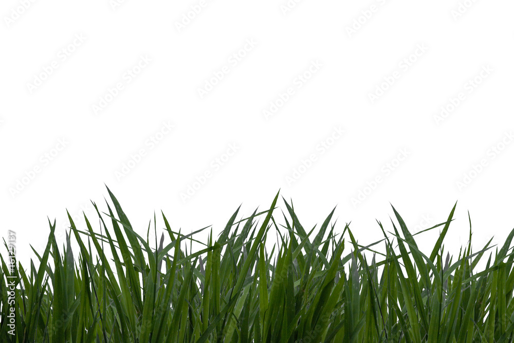 Obraz premium Grashalme