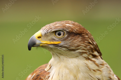 Ferruginous hawk (butea regalis) © Henk Bentlage