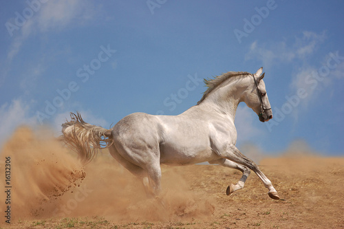 Akhalteke stallion in action on the blue sky background