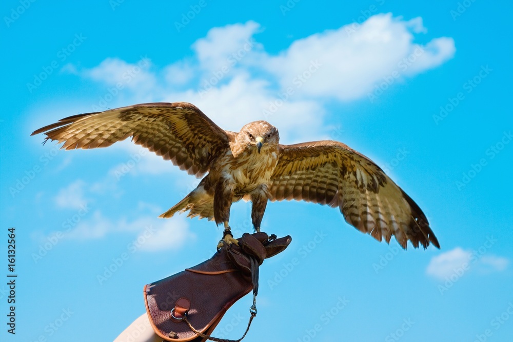 Fototapeta premium Portrait hawk on falconer gloves