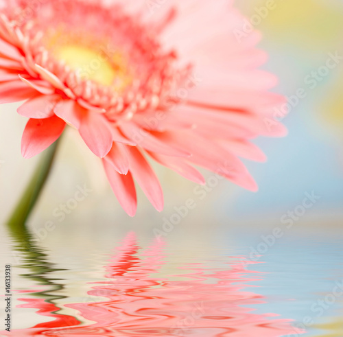 Fototapeta Naklejka Na Ścianę i Meble -  Pink daisy-gerbera with soft focus reflected in the water
